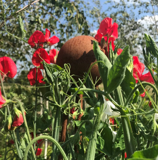 Sweet peas