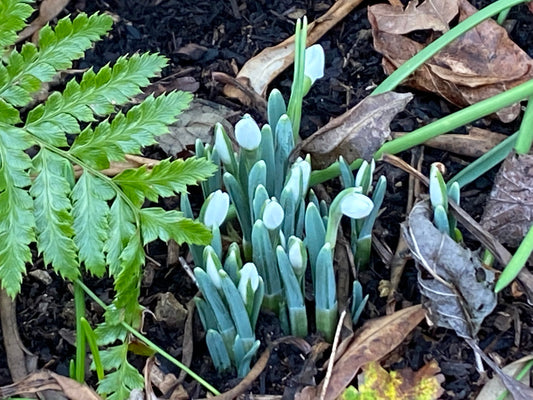 snowdrops 