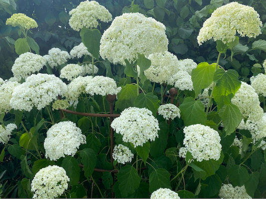 Hydrangea Annabelle in full bloom