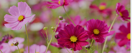 The Ultimate Guide to Growing Cosmos – planting, care and support tips