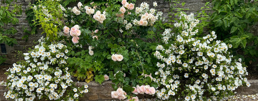 Beautiful perennials flowering