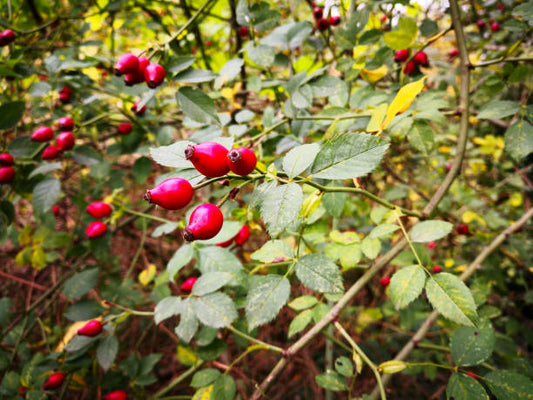 Seasonal Rose Care made Simple The Autumn Ritual for your Roses