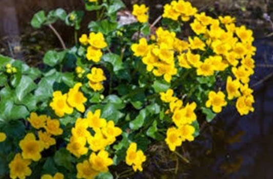 Marsh marigold