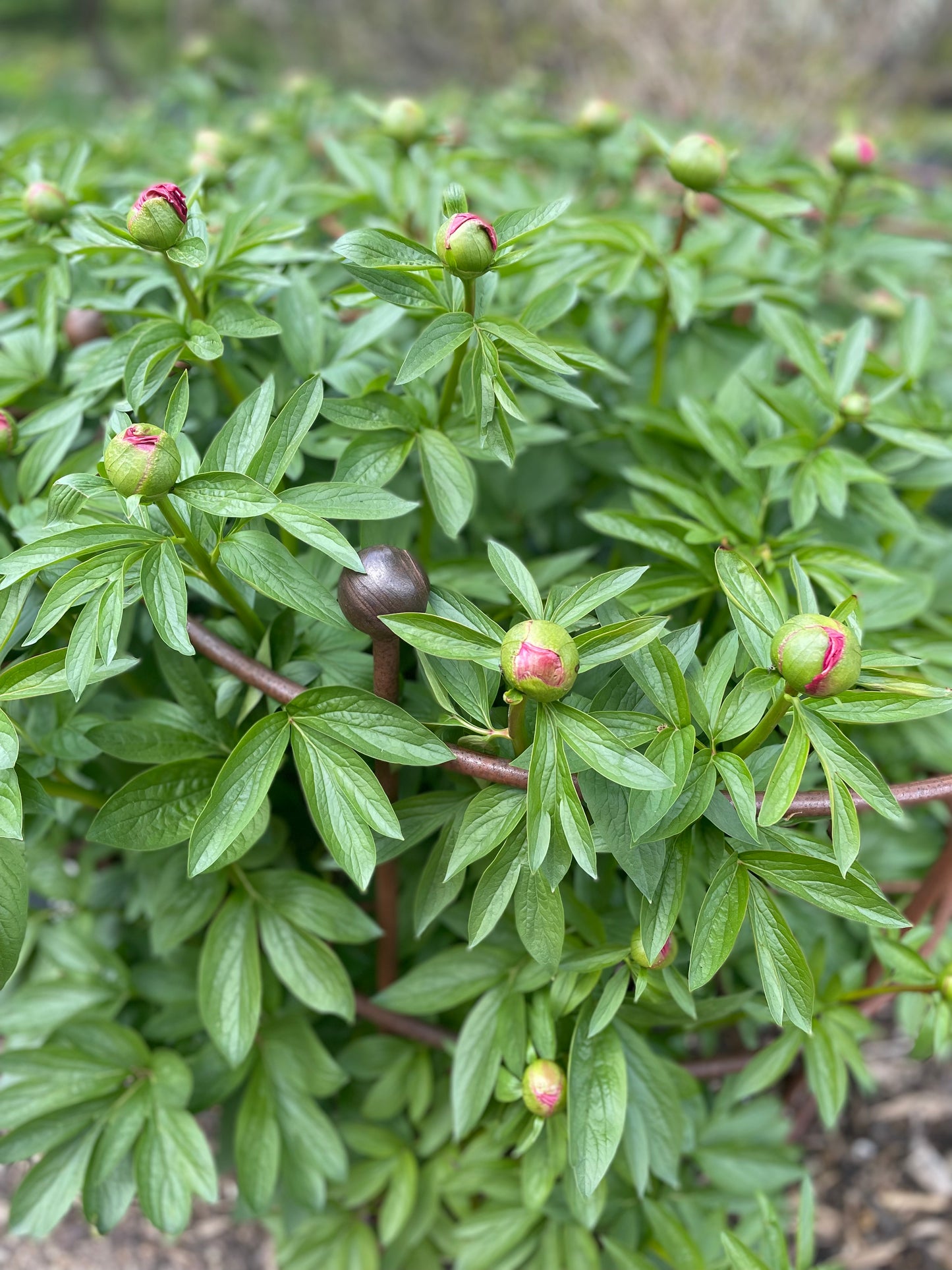 Peony support