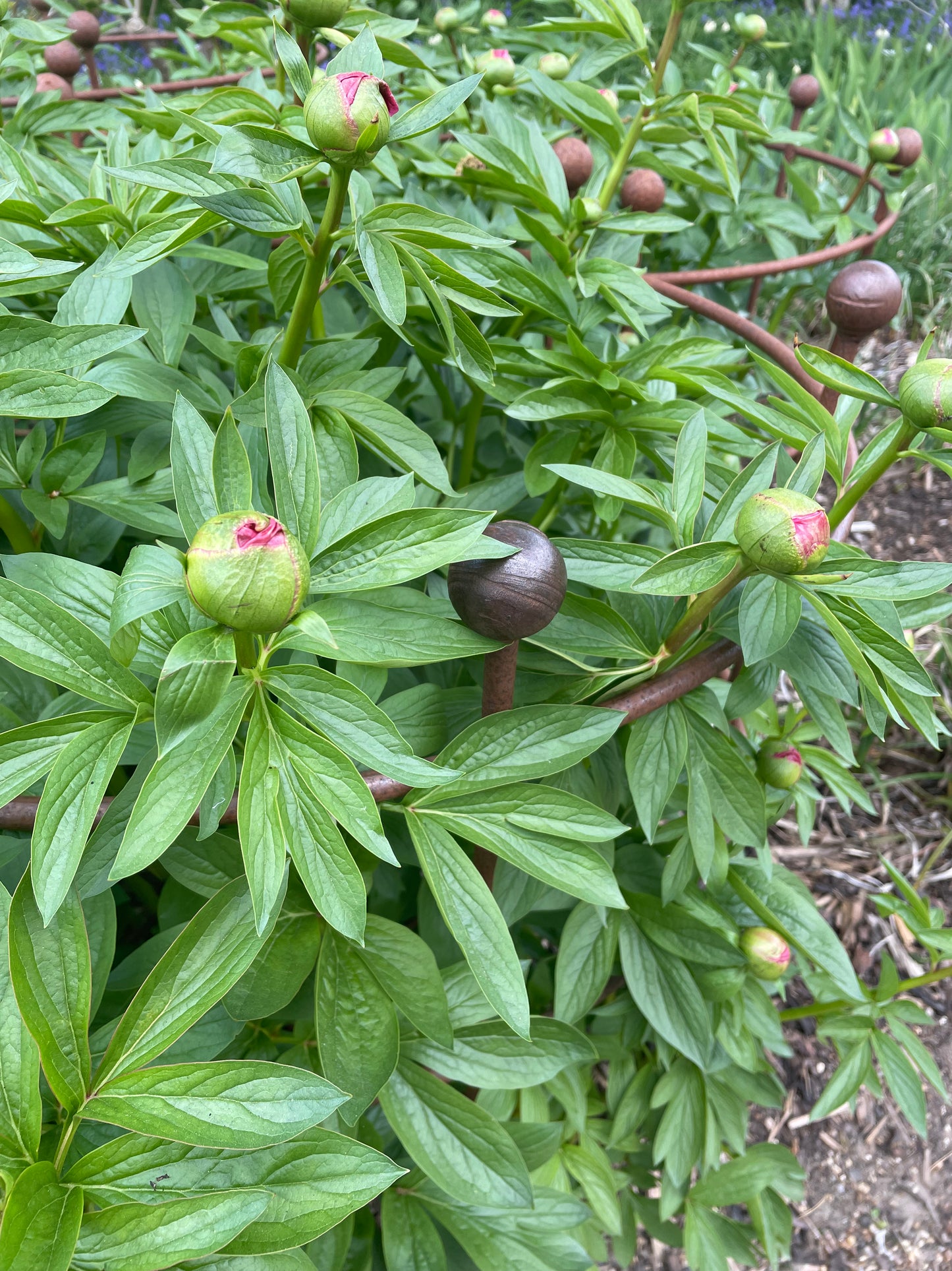 Peony support