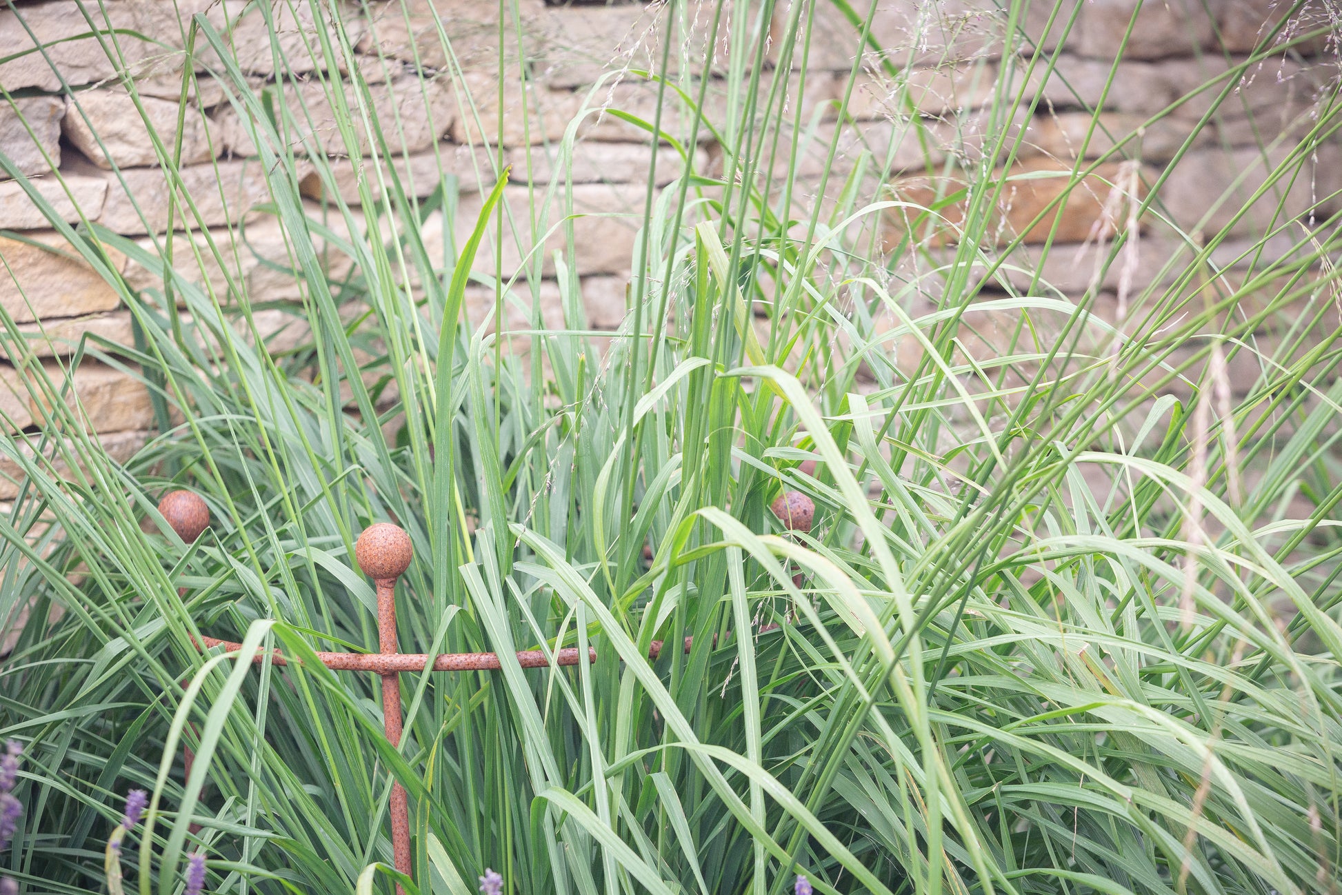Ring ornamental grass support