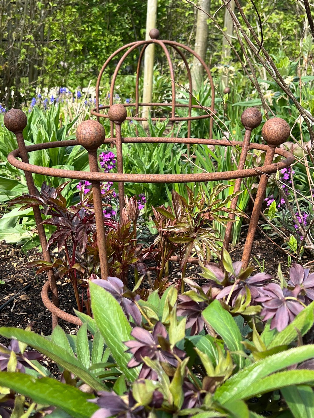 Tall Peony Support For Garden | Muntons