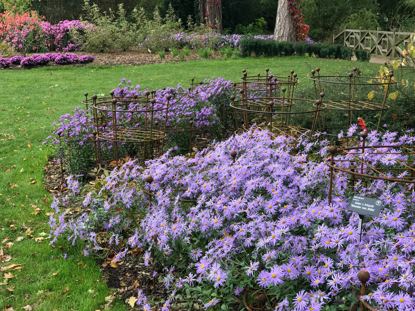 Ring grid wisley