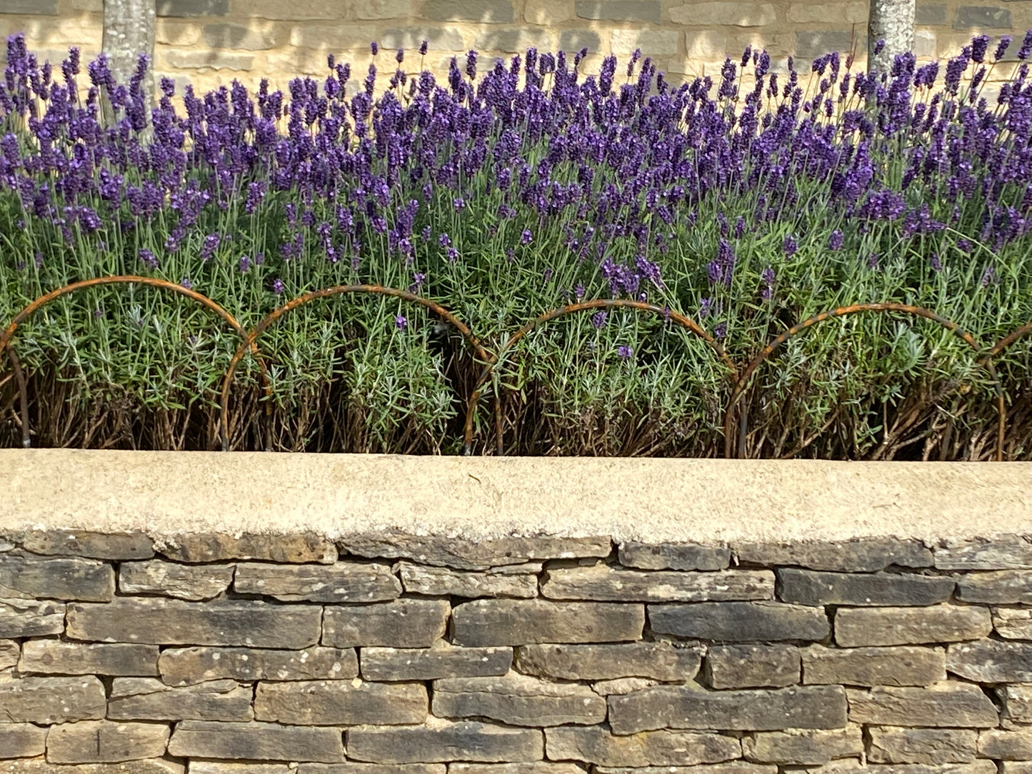 Round hoops on lavender