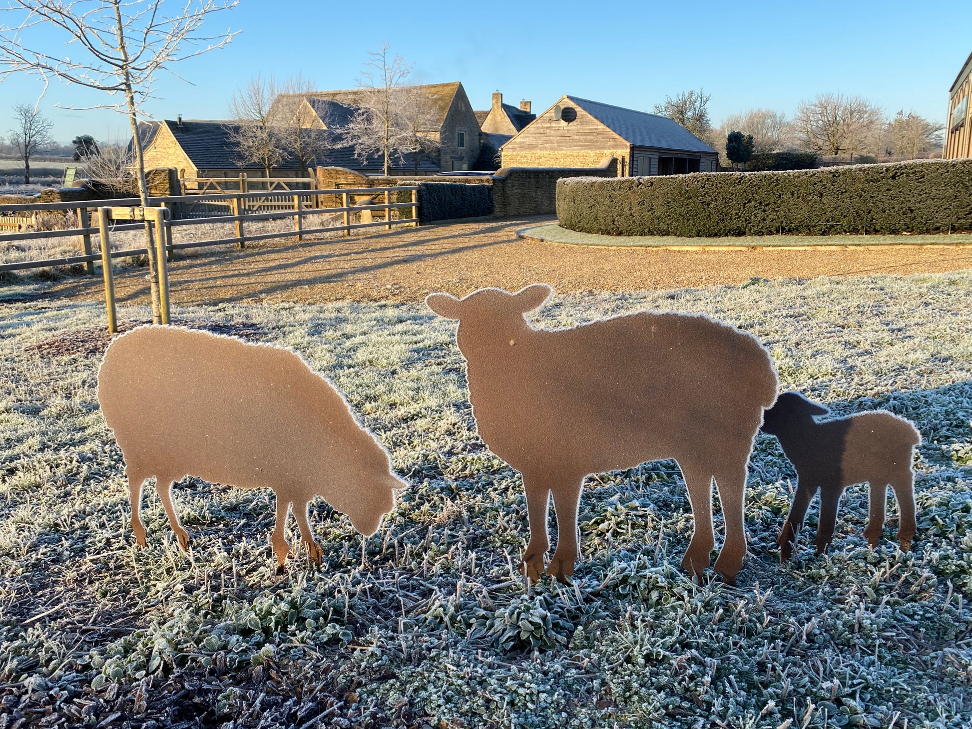 Frosted sheep