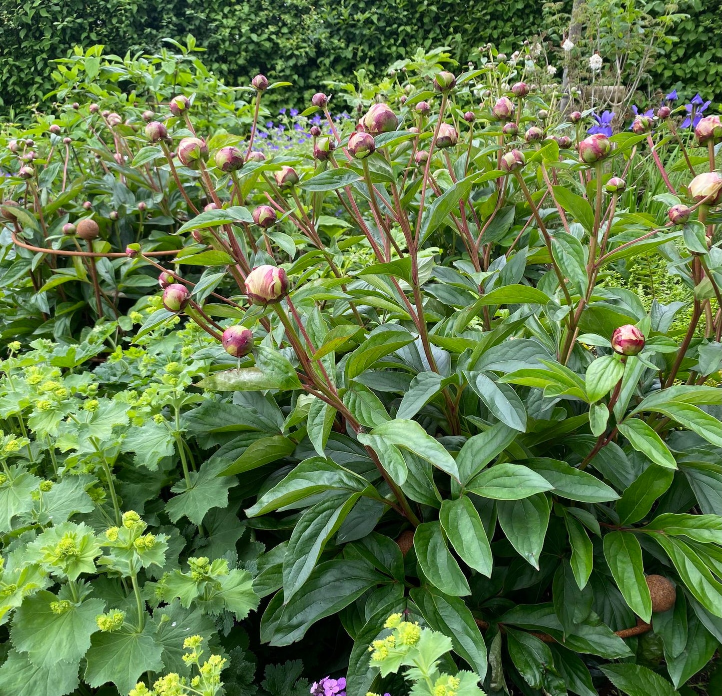 Peony support