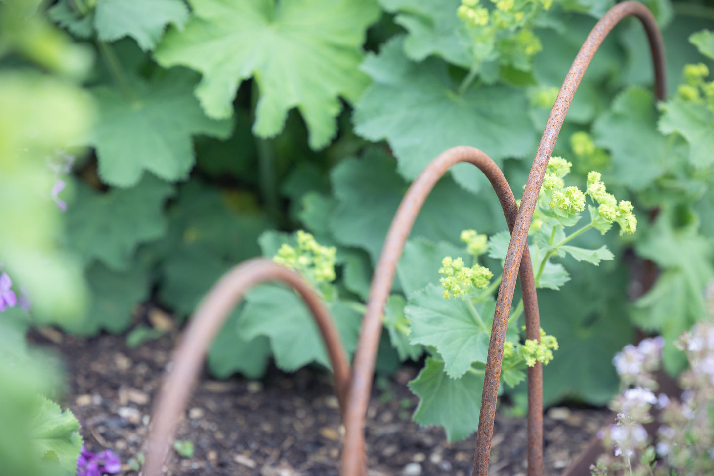 Edging hoops