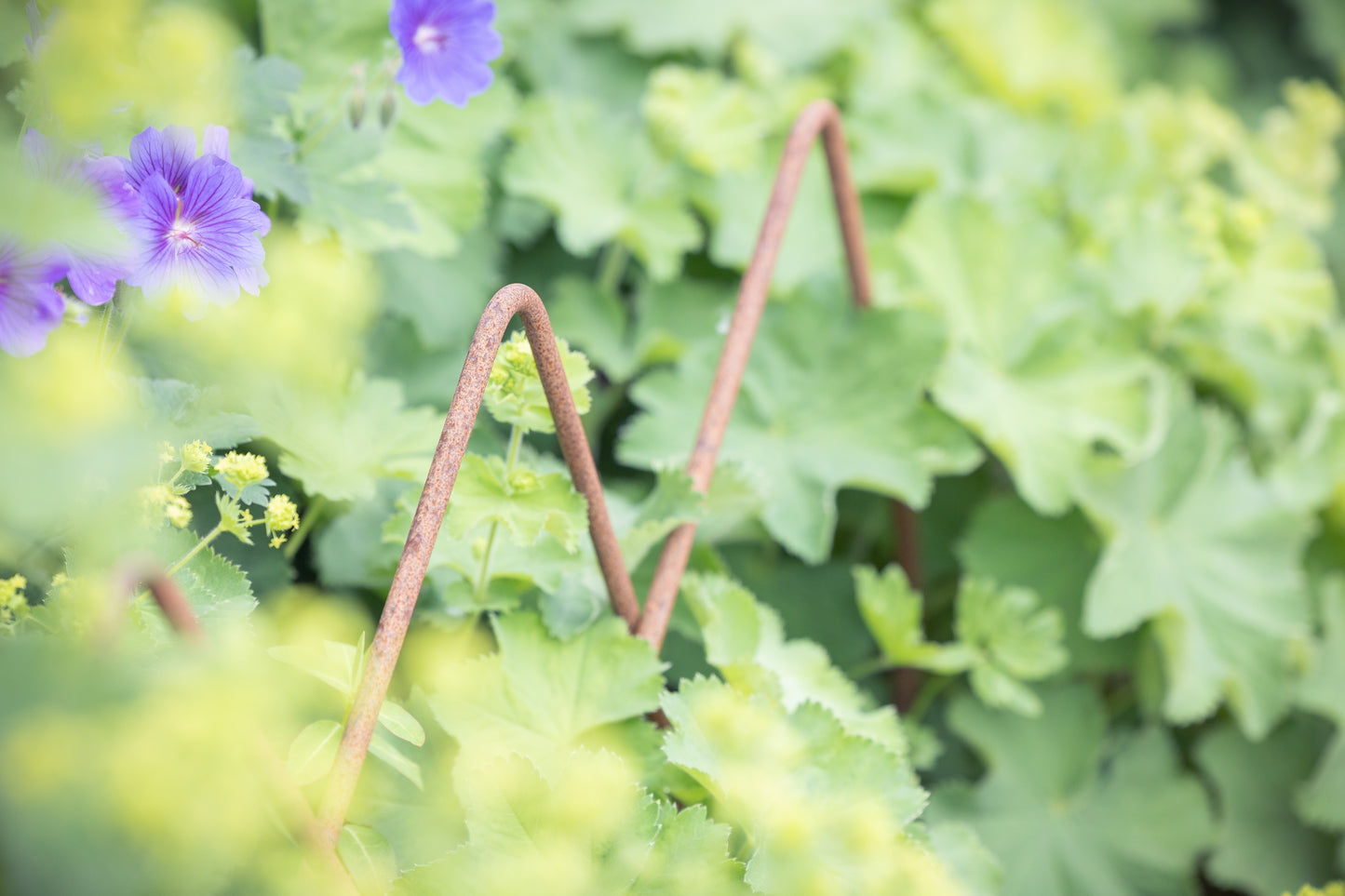 Edging hoops