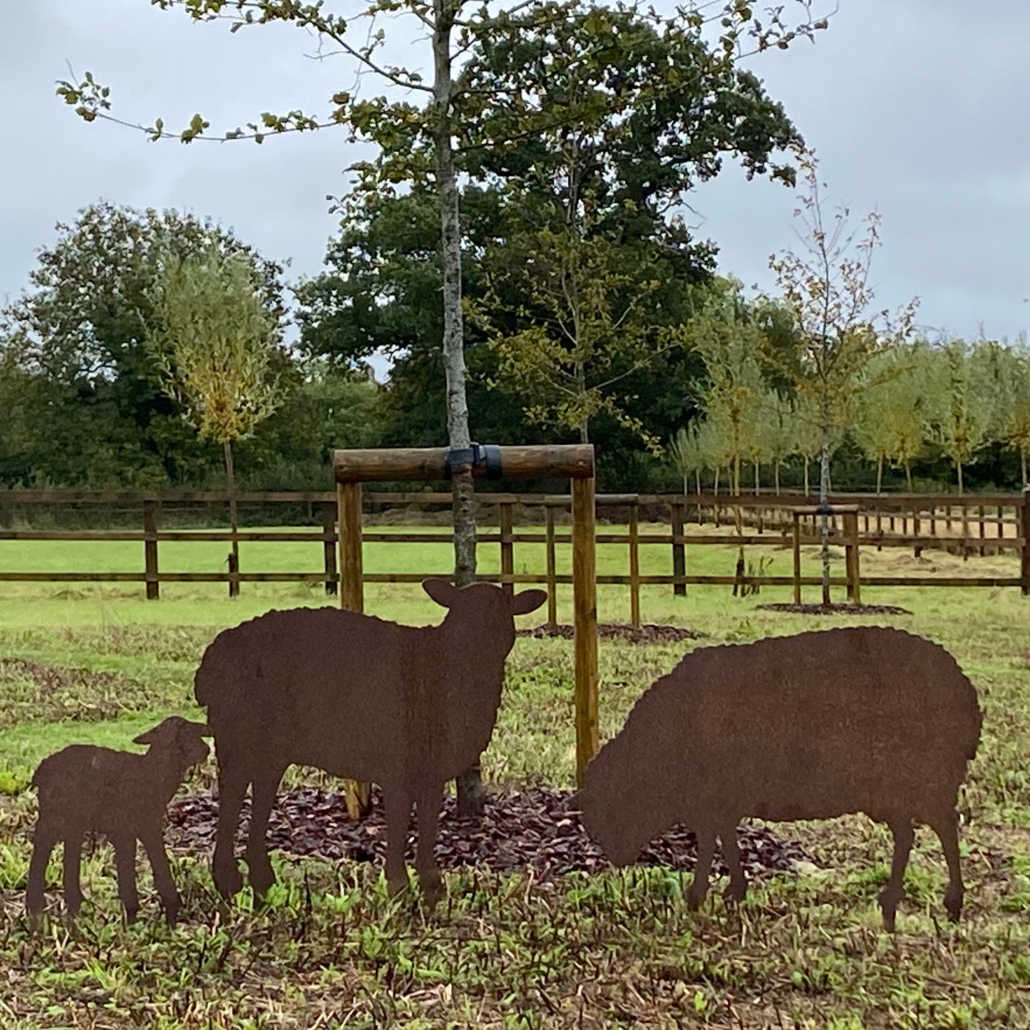 Sheep may safely graze now that the wild flower