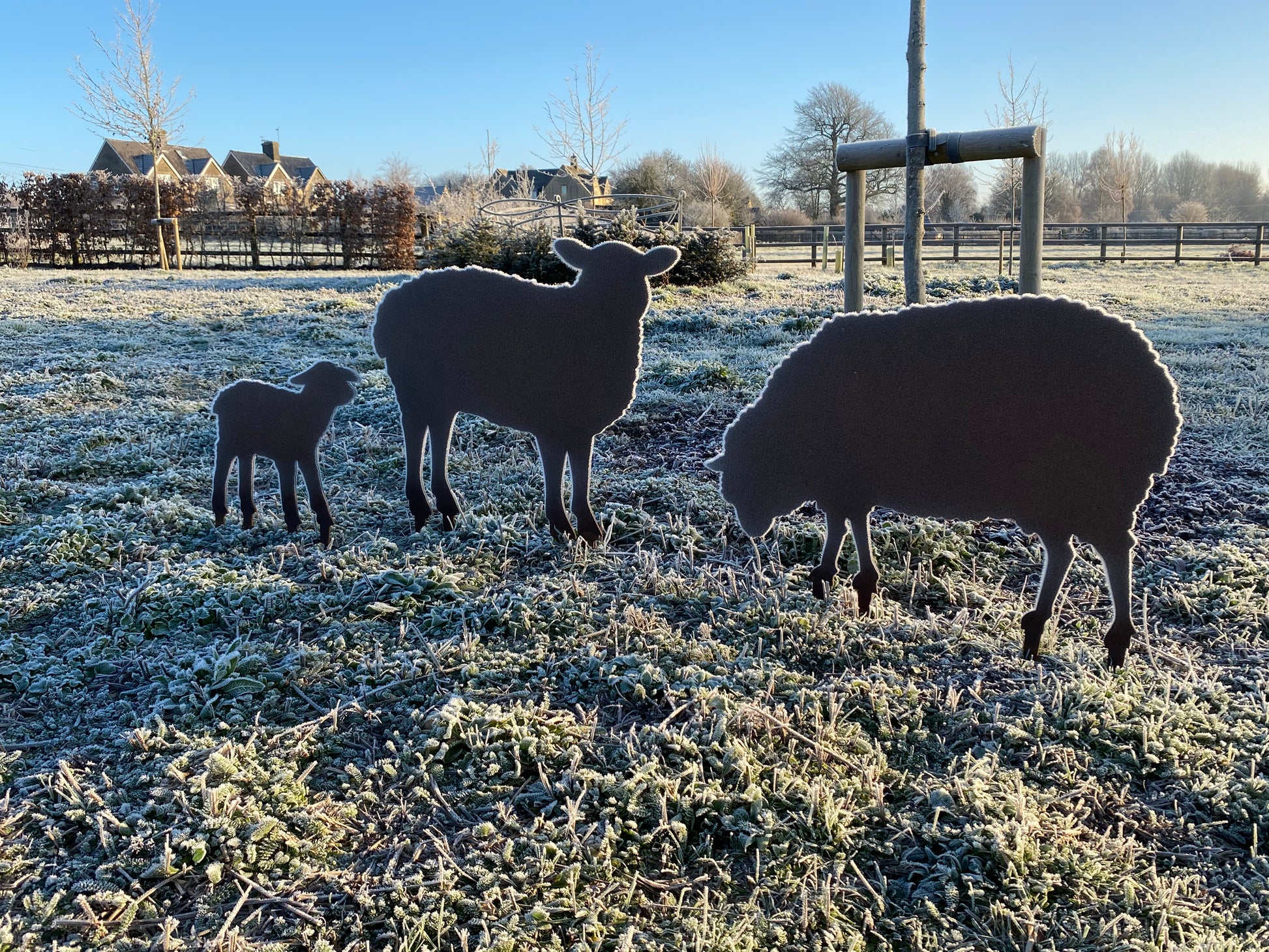 Sheep on a frosty morning