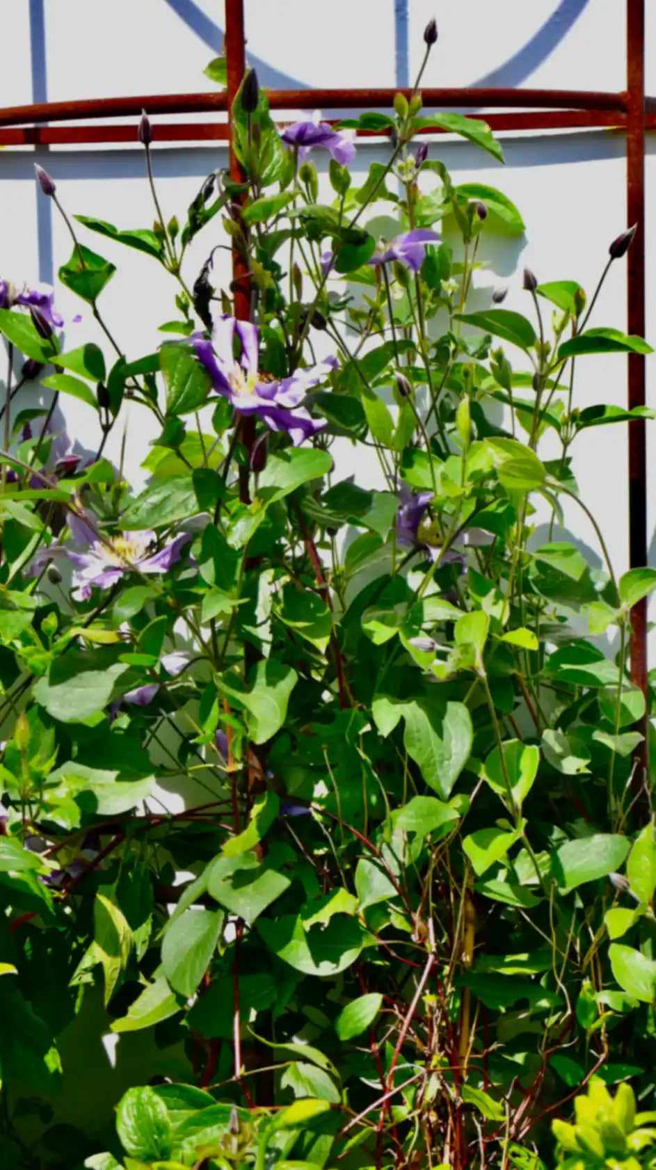 Tree plants using clematis wall support