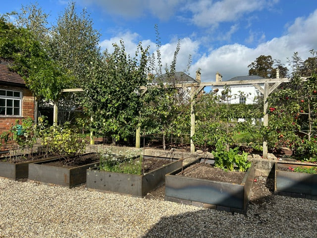 Tree plants on raised beds