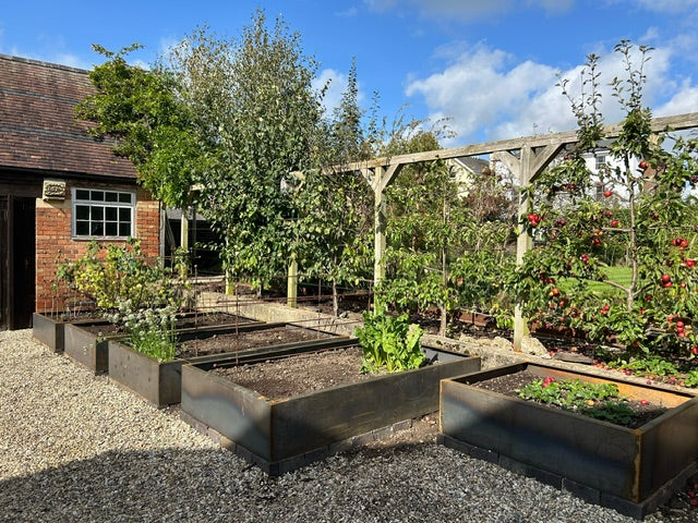 Tree plants on raised beds