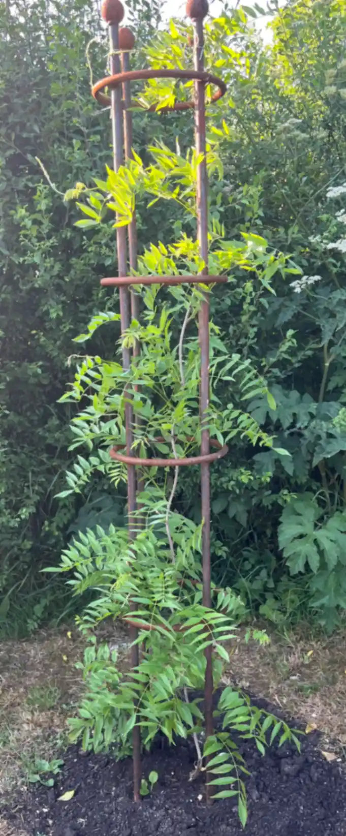 wisteria column
