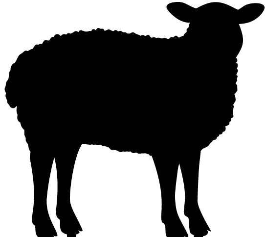 Sheep head up